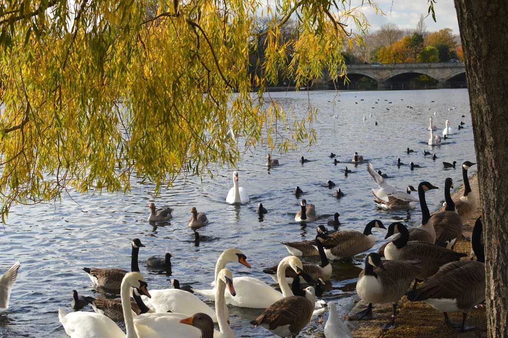 hyde_park_labute