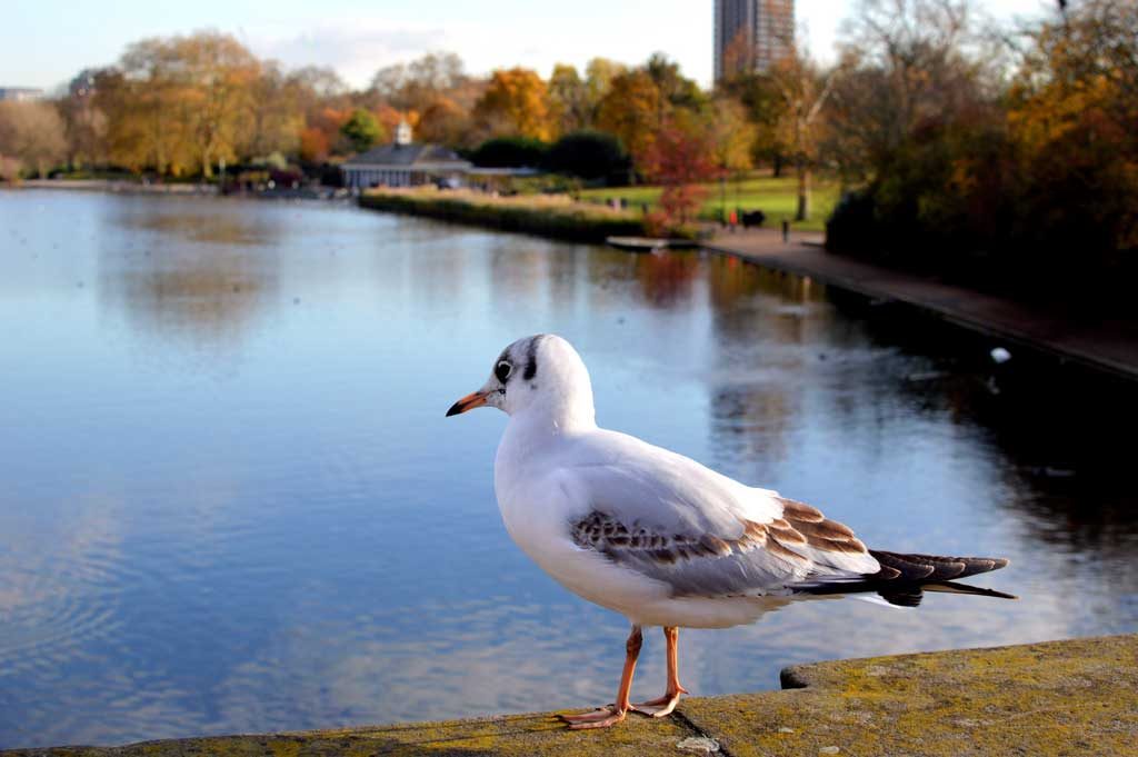 hyde_park_racek